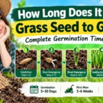 how long does it take grass seed to grow